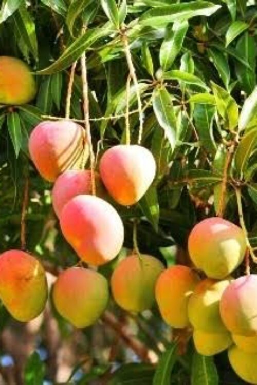 Mangoes